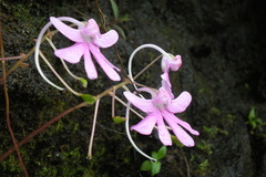 Impatiens scapiflora